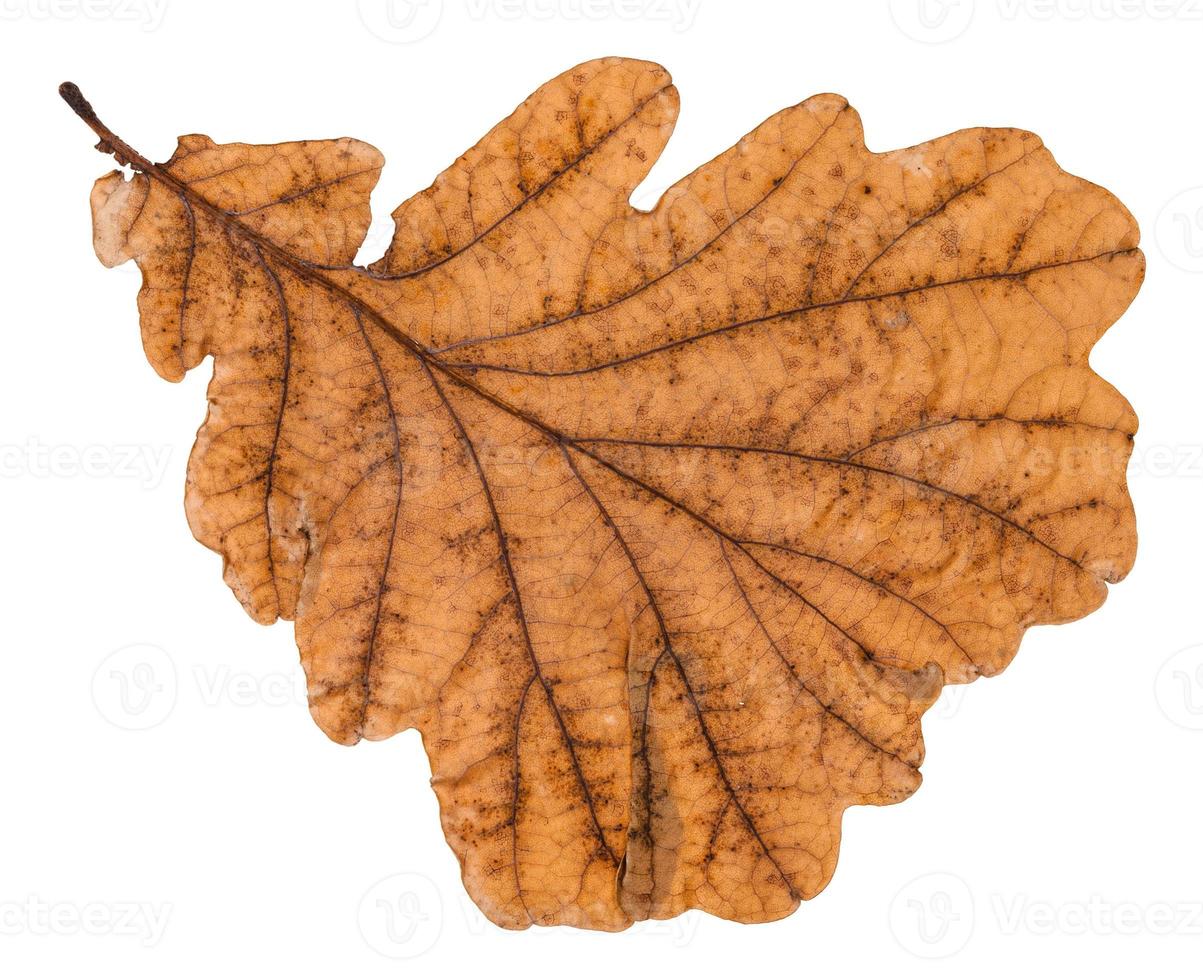 autumn old leaf of oak tree isolated photo
