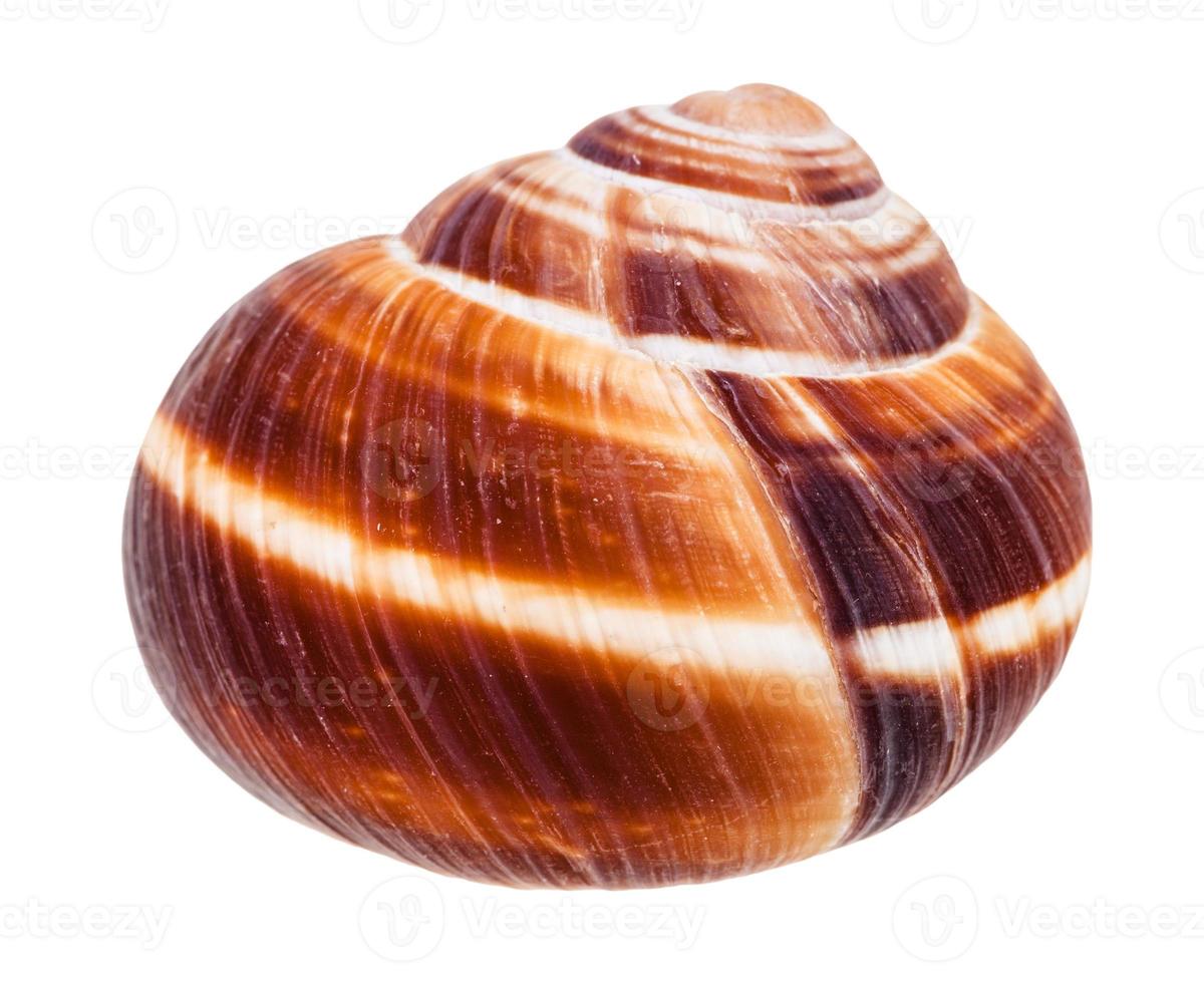 shell of edible snail isolated on white photo