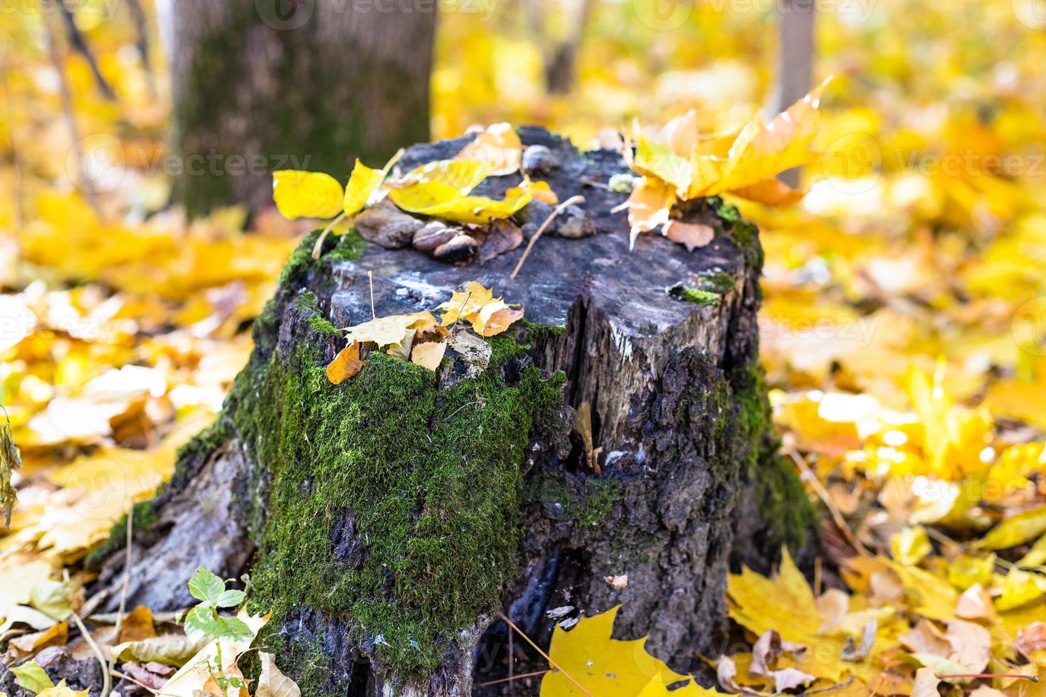 old mossy tree stump at meadow covered with leaves photo