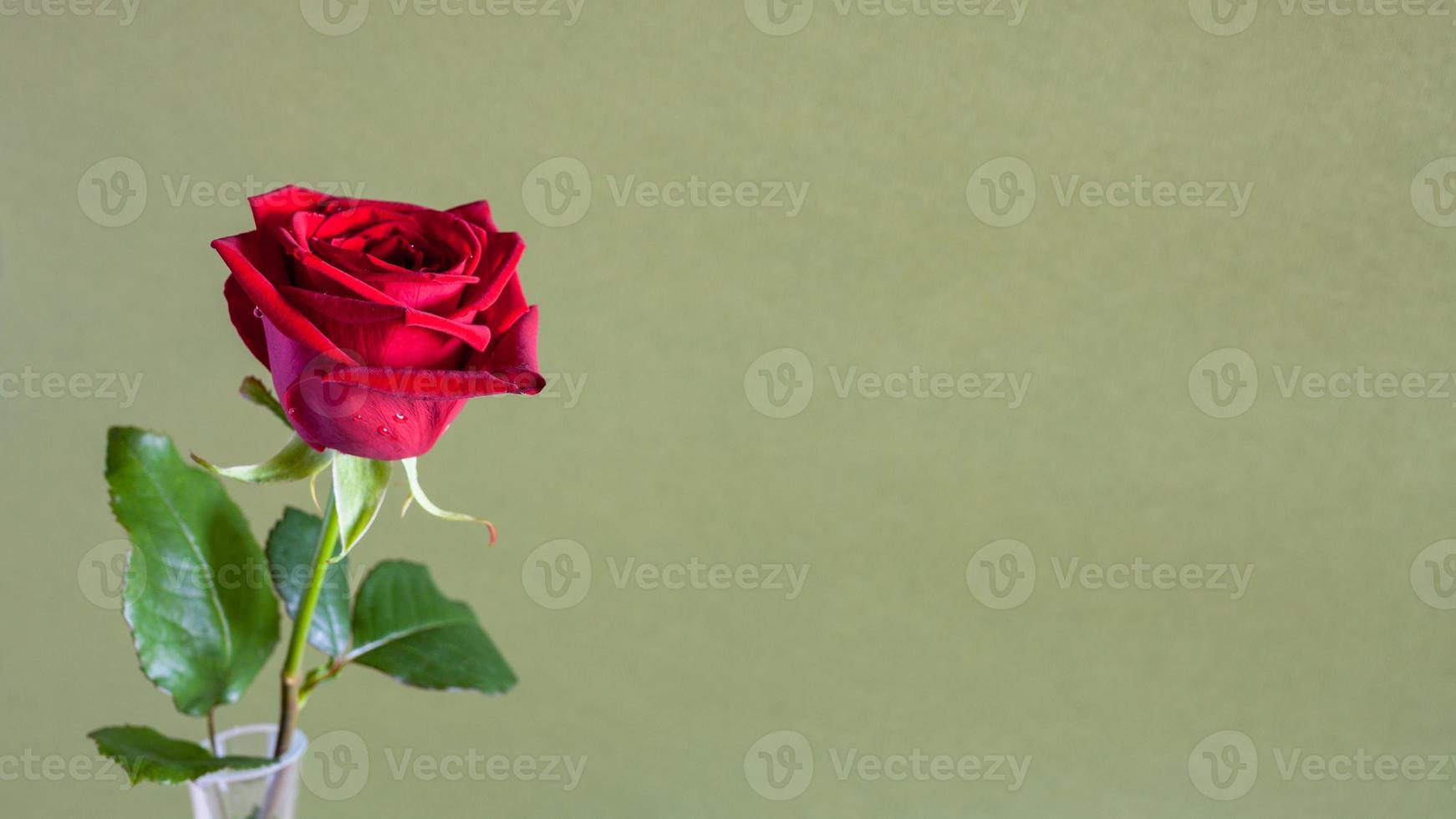 red rose flower on olive panoramic background photo