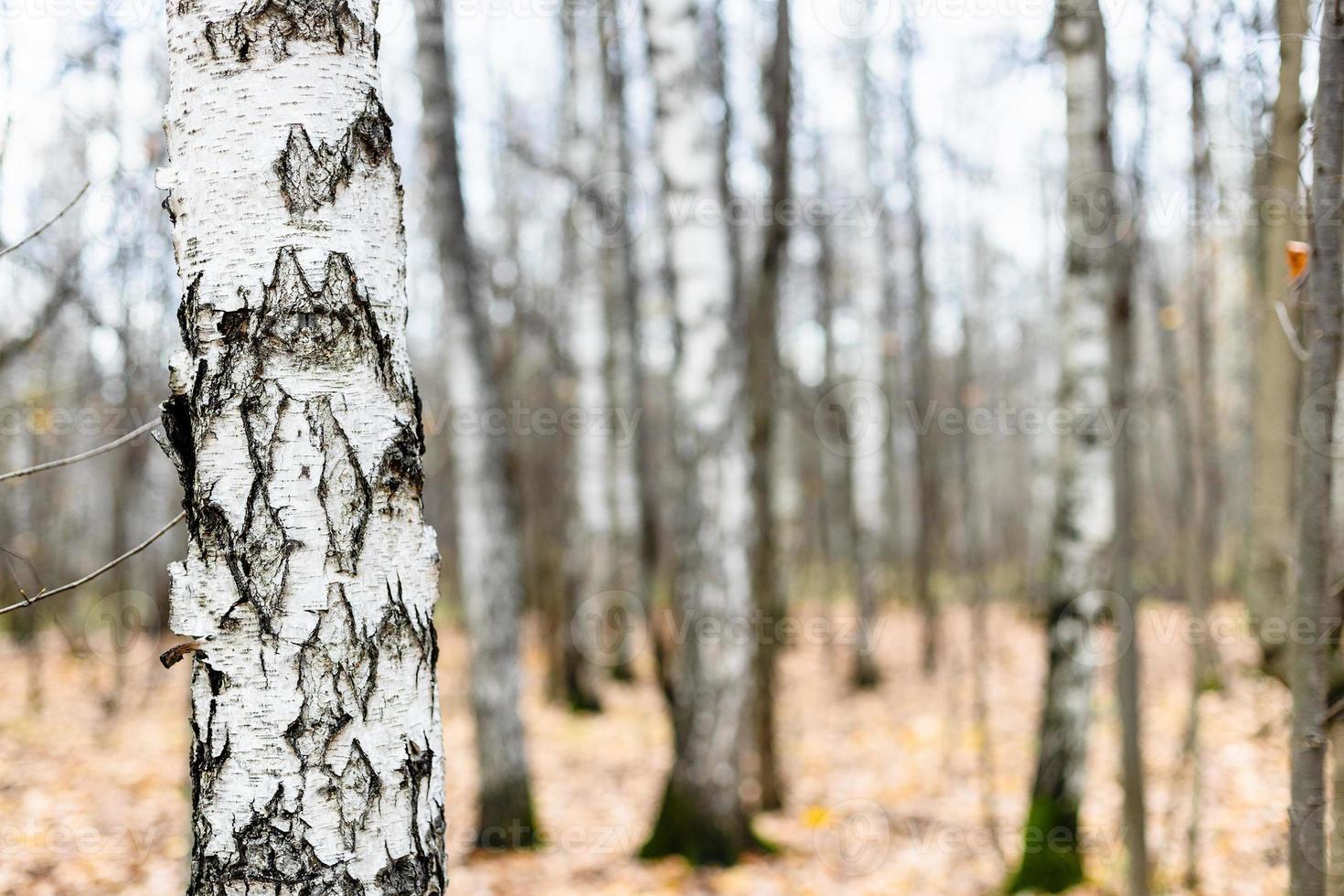 birch tree trunk close up and bare trees in grove photo