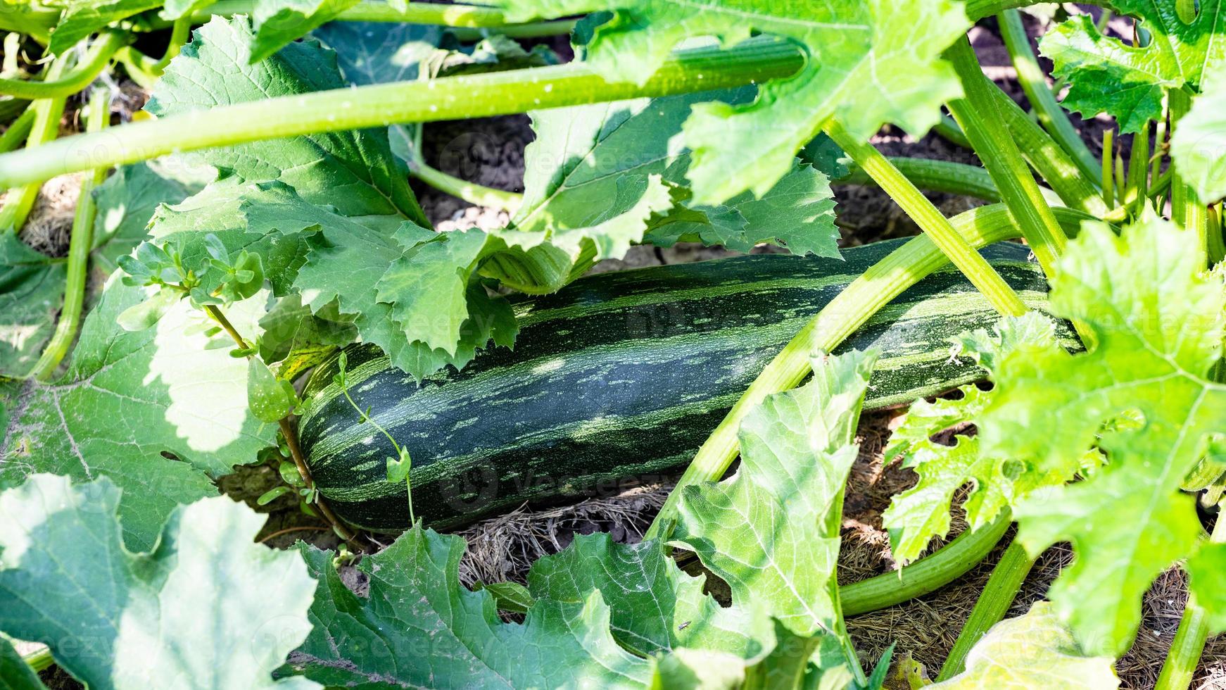 view of ripe vegetable marrow between leaves photo