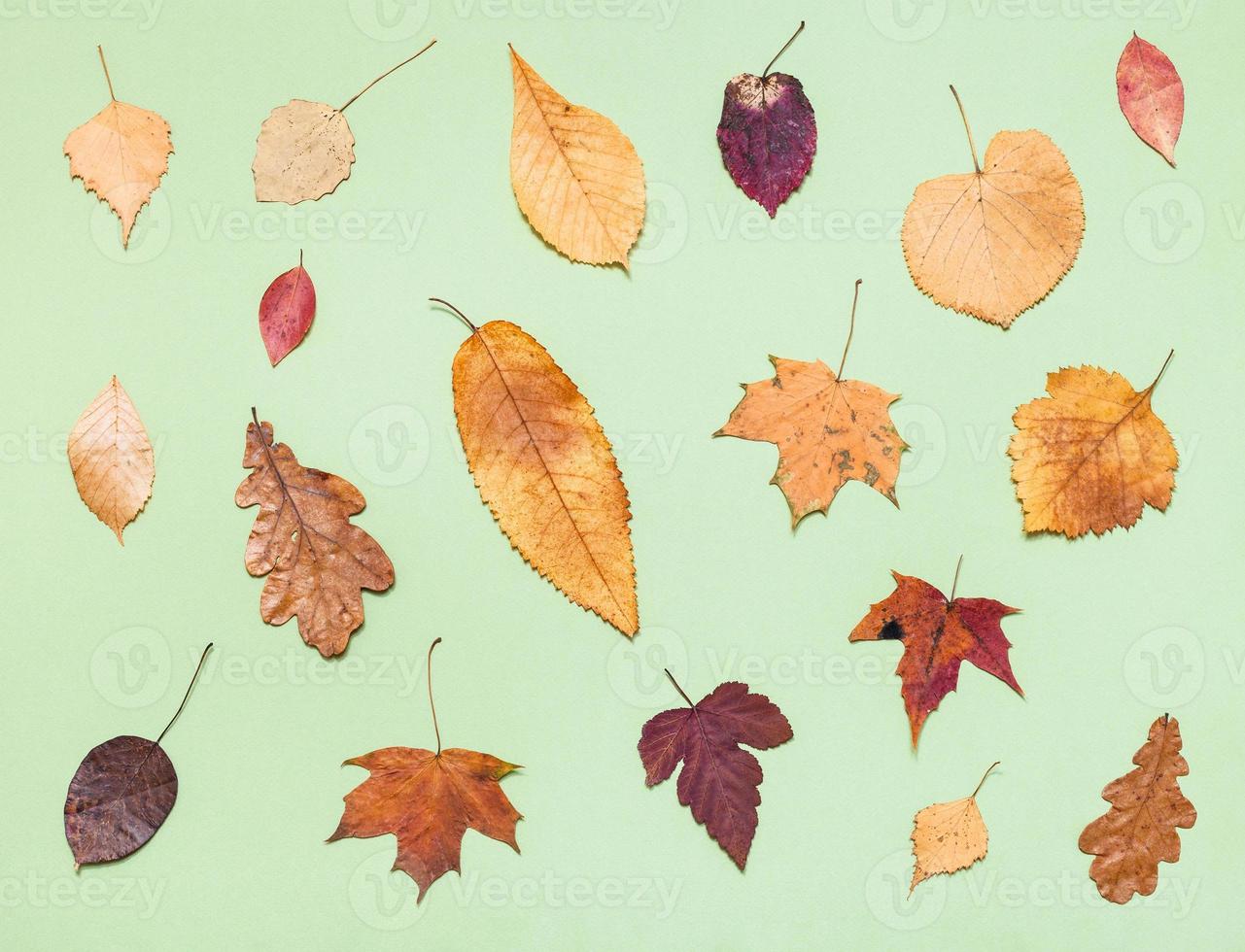 various dried autumn fallen leaves on light green photo