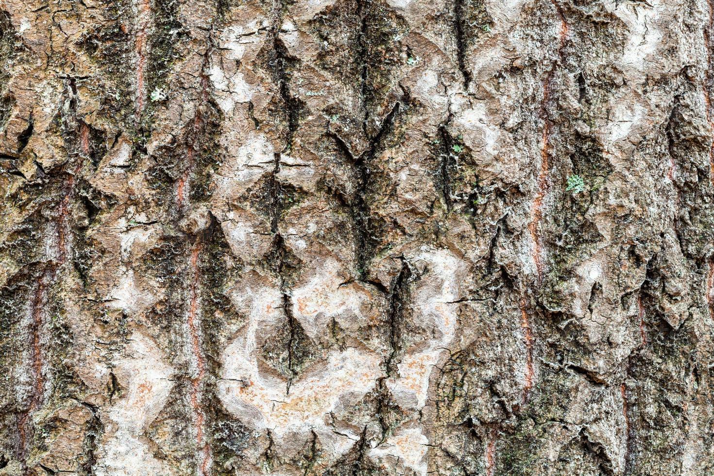 wet and uneven bark on old trunk of aspen tree photo