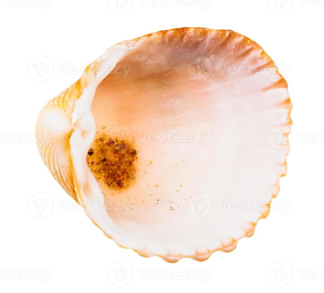 empty orange shell of cockle isolated on white photo