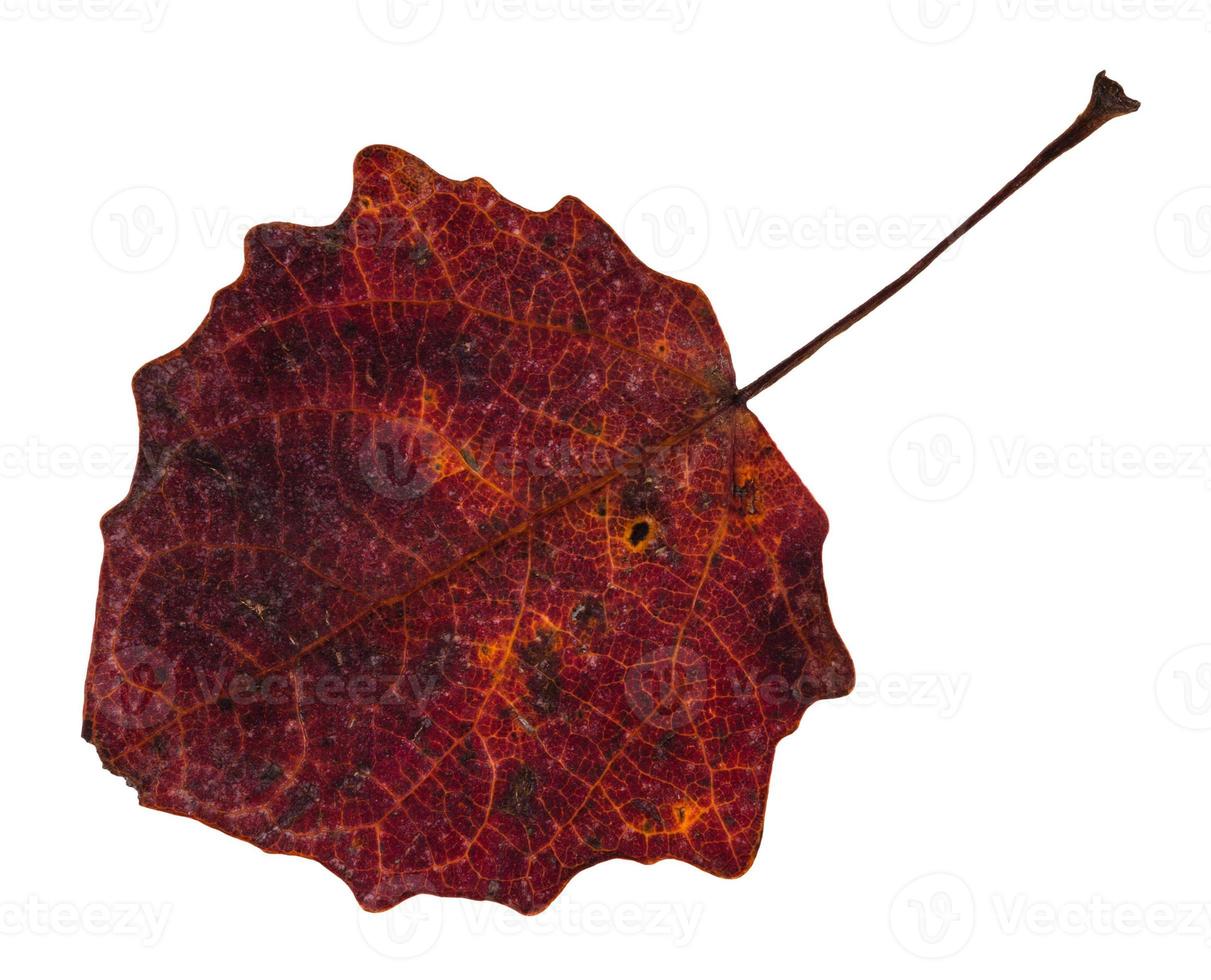 red fallen leaf of aspen tree isolated on white photo