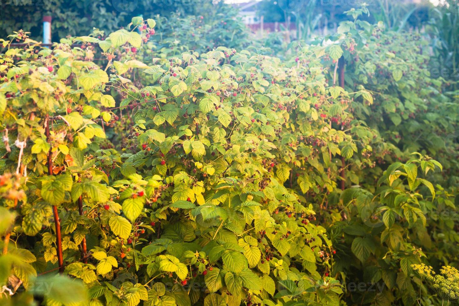 raspberry bush illuminated by evening sun photo