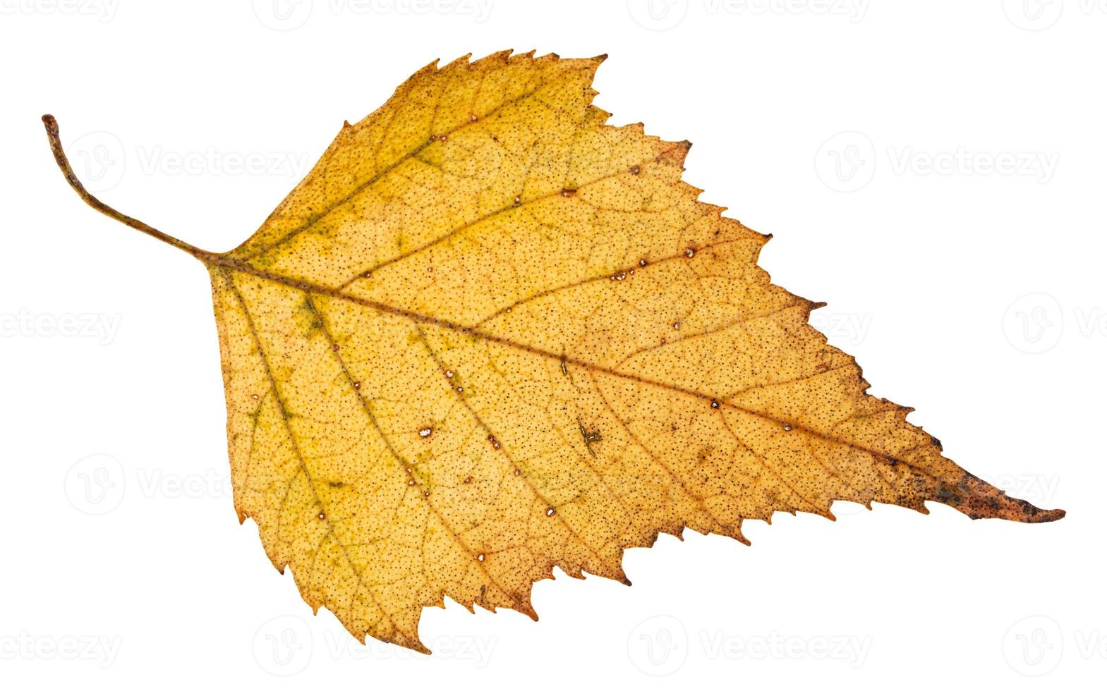 hoja caída de abedul aislado en blanco foto