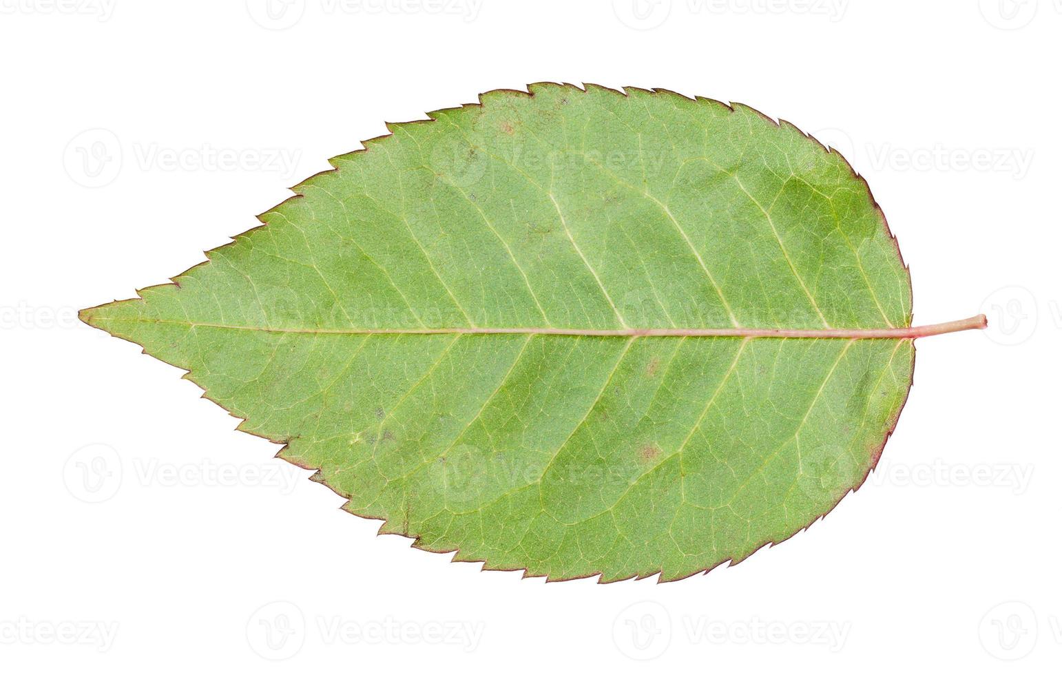 back side of fresh leaf of garden rose isolated photo