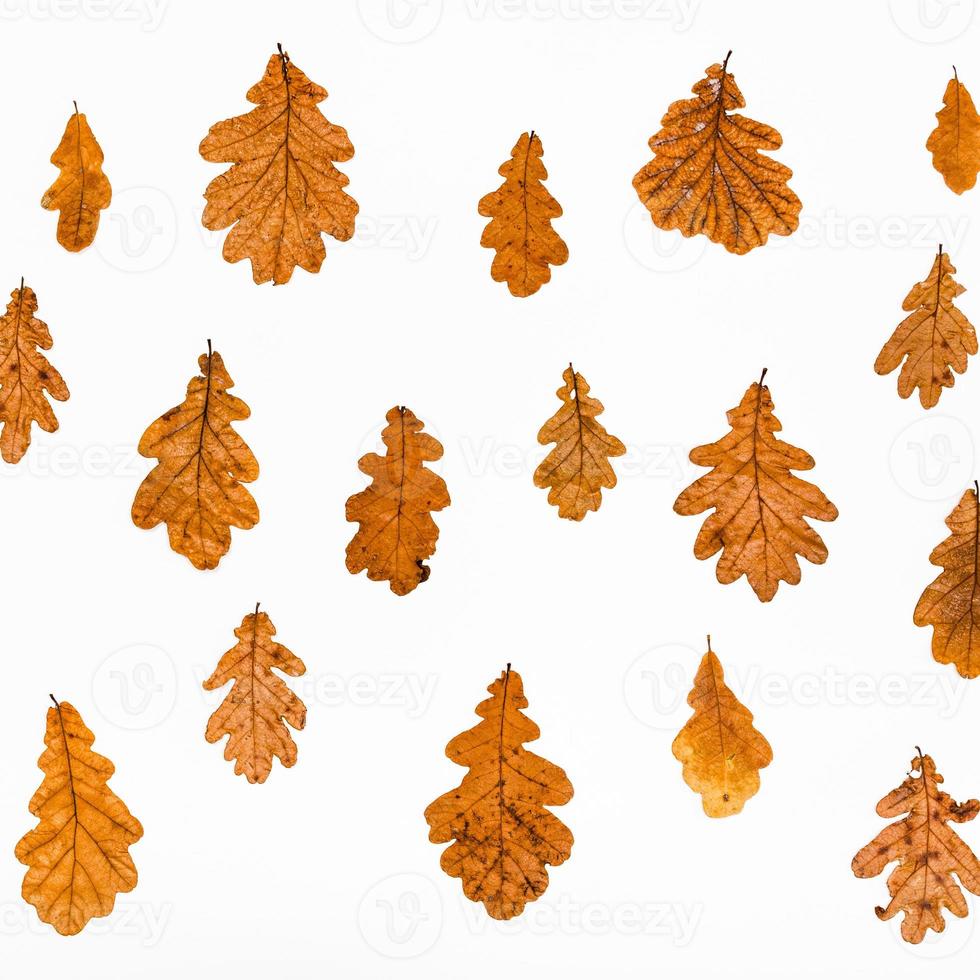 collage from common oak autumn leaves photo