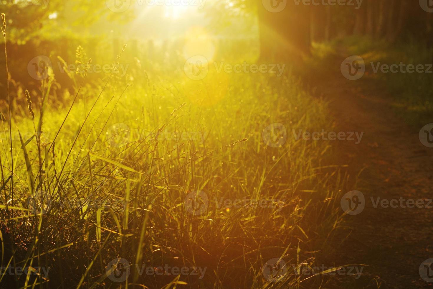 sunrise in beautiful alley photo