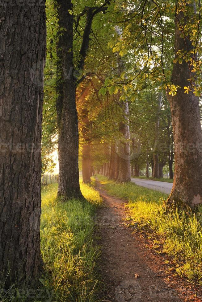 sunrise in beautiful alley photo