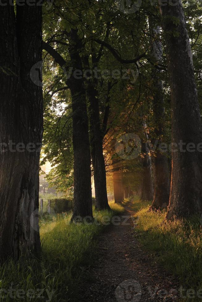 sunrise in beautiful alley photo