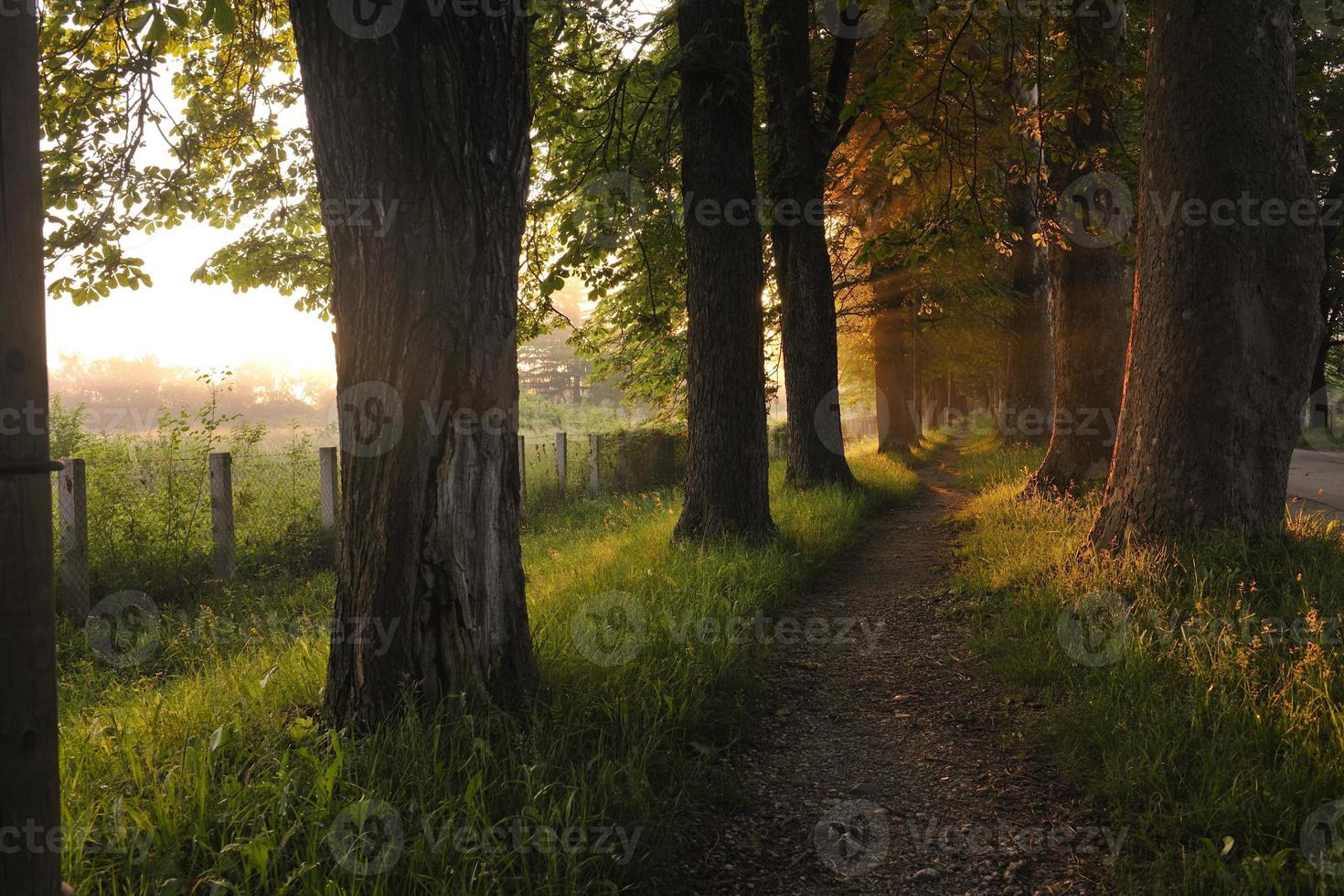 sunrise in beautiful alley photo