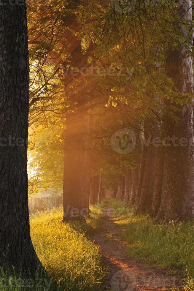 sunrise in beautiful alley photo