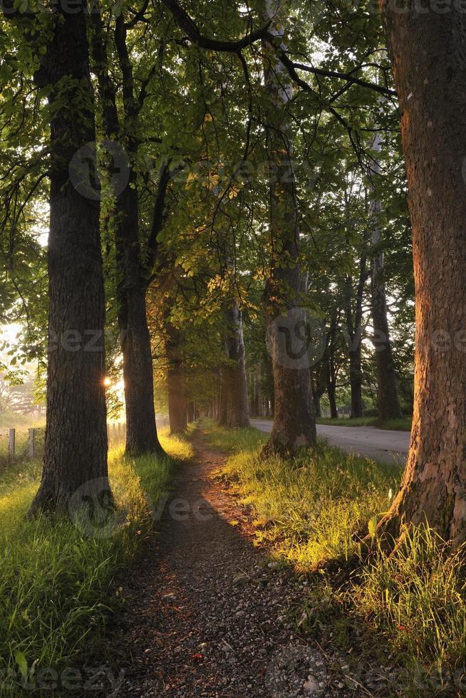 sunrise in beautiful alley photo