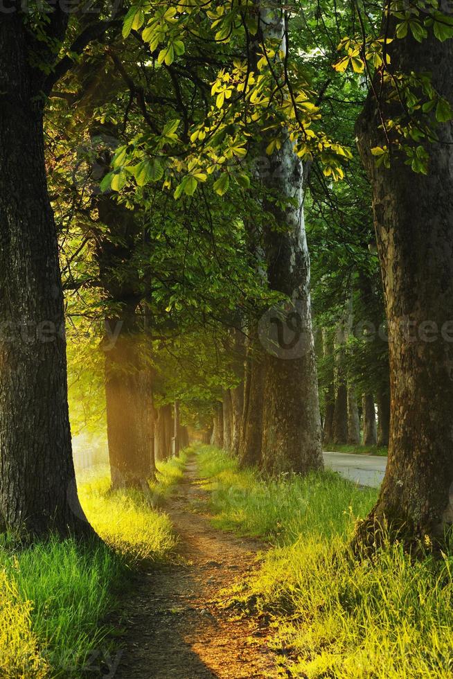 sunrise in beautiful alley photo
