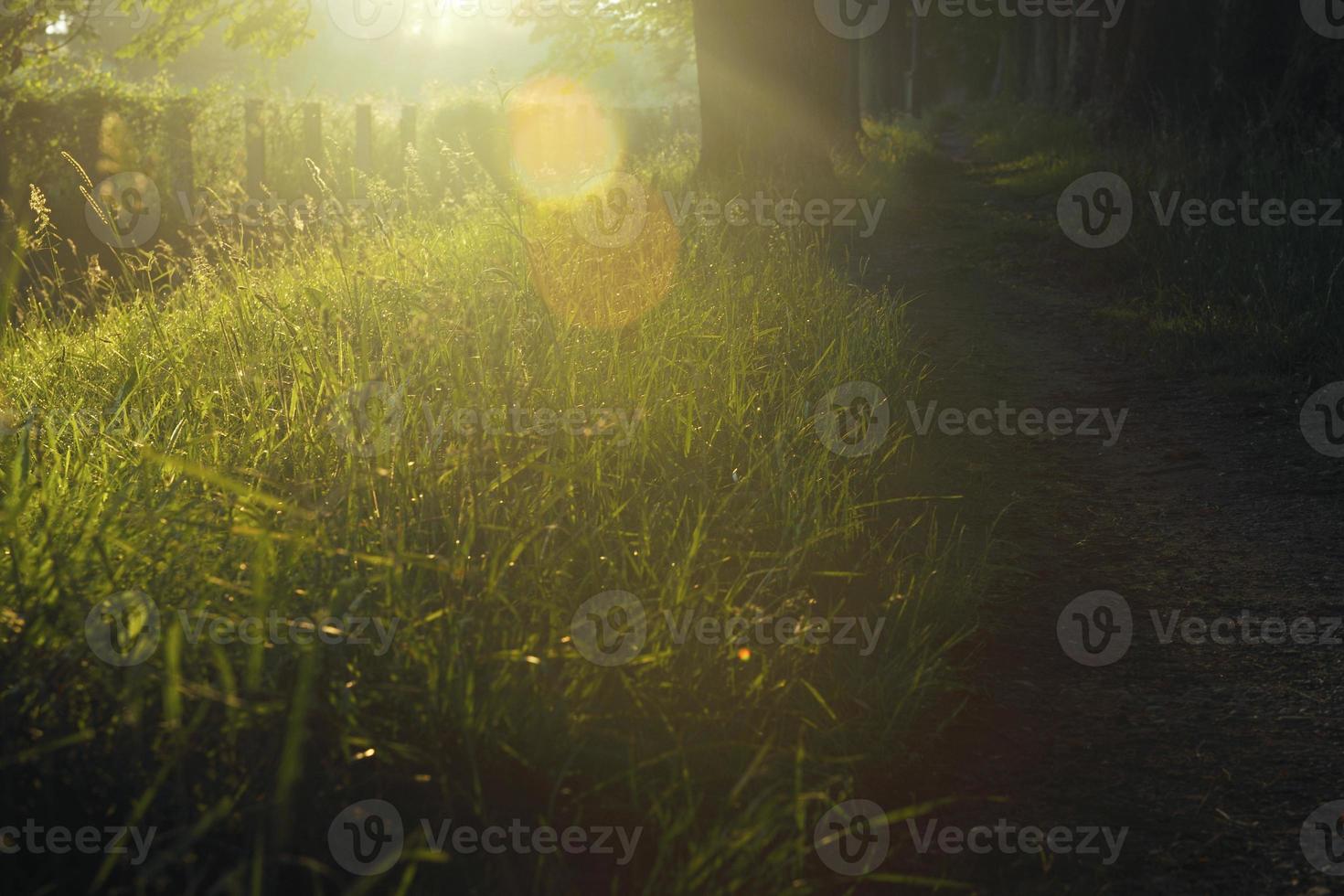 sunrise in beautiful alley photo