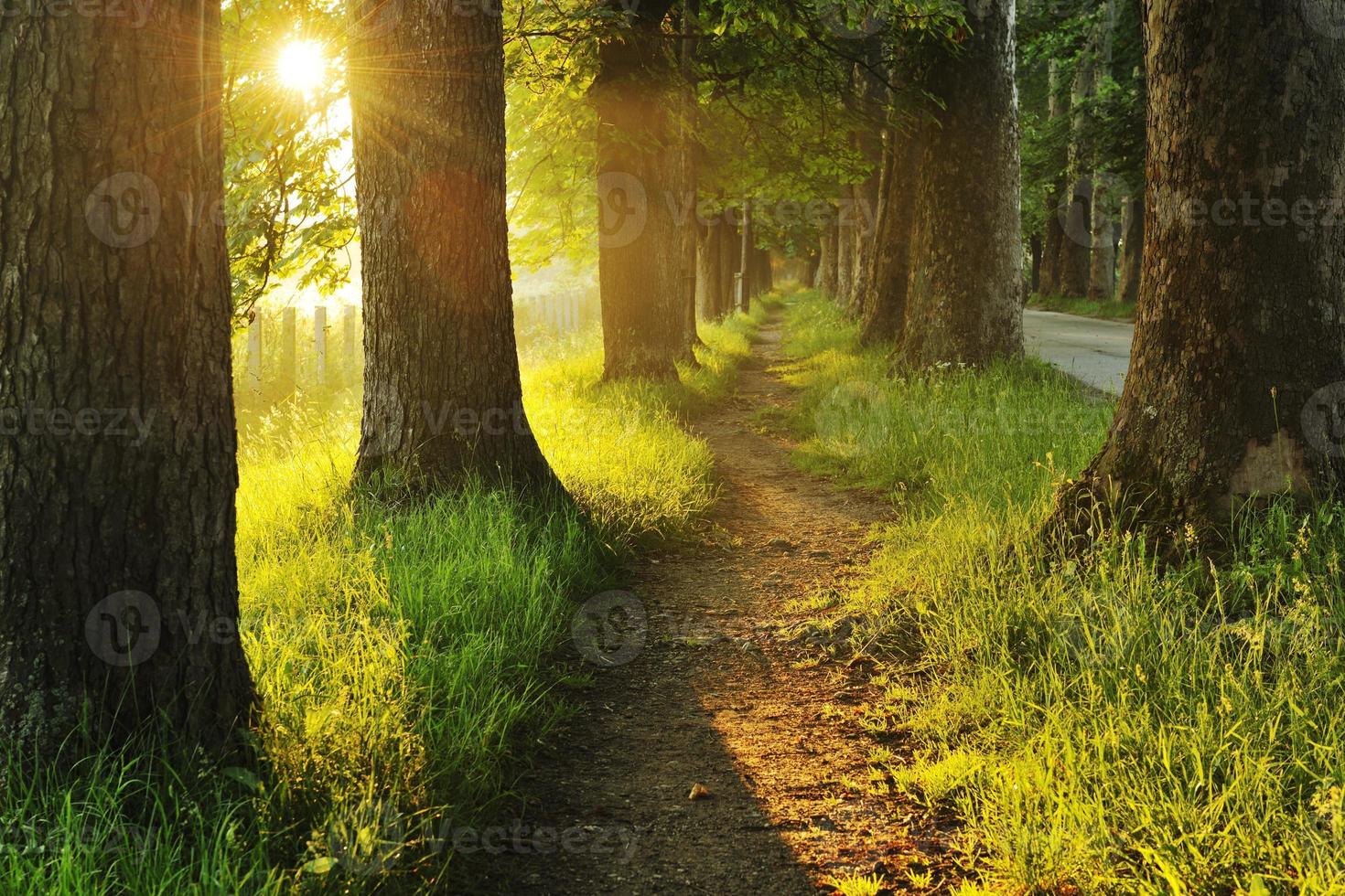 sunrise in beautiful alley photo