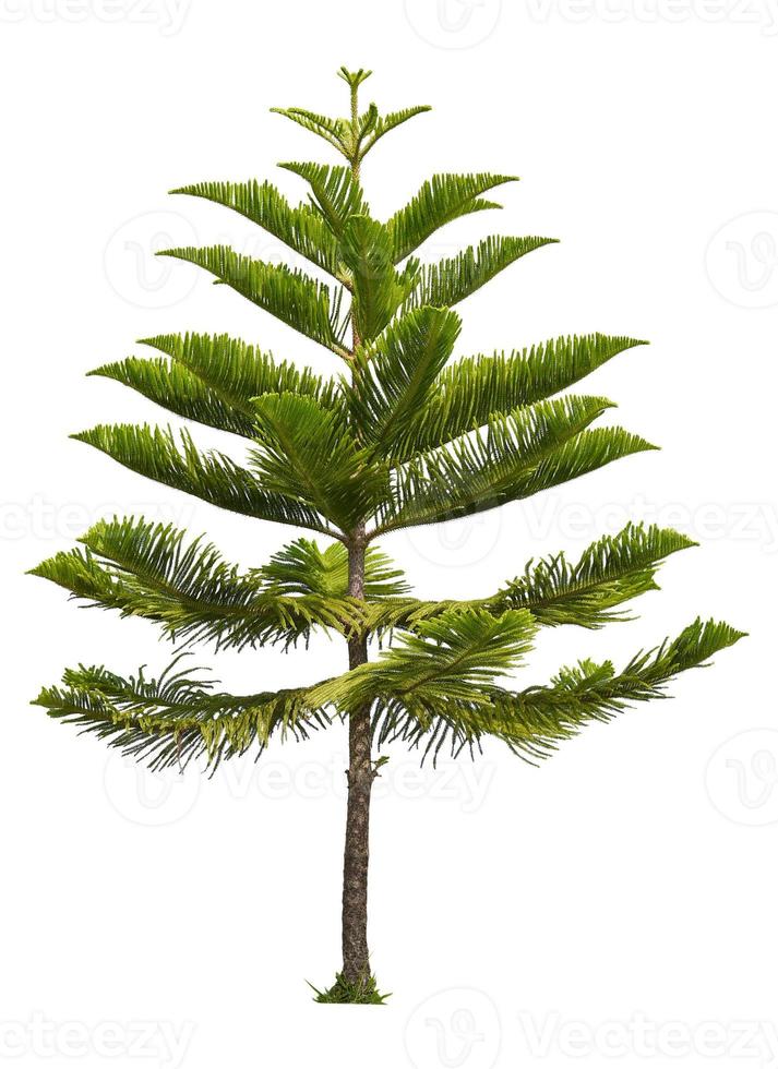 isolated single Norfolk island pine tree on white background photo