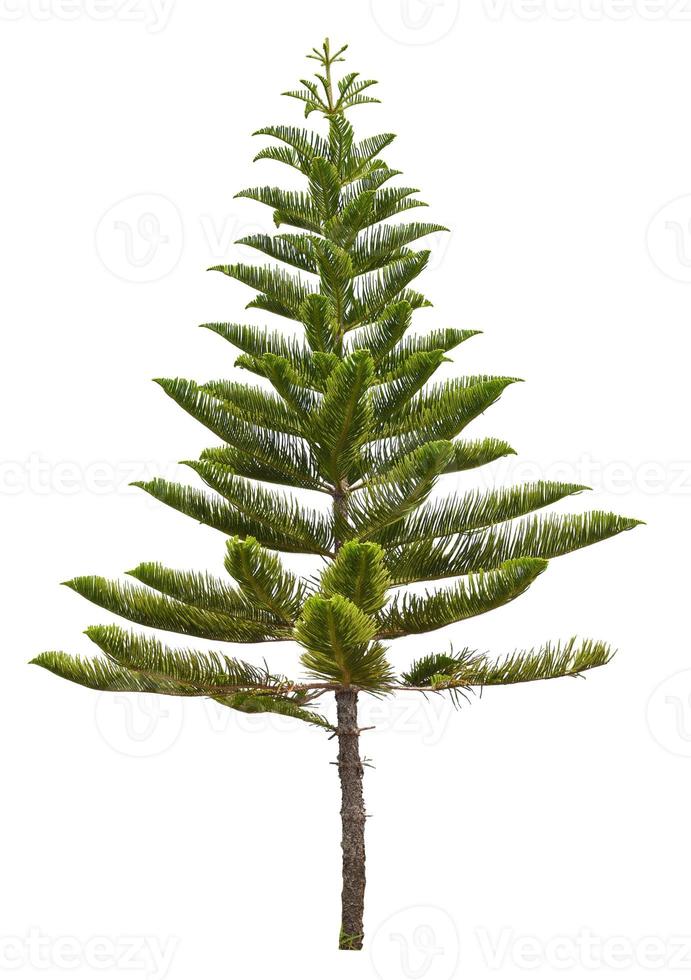 isolated single Norfolk island pine tree isolated on white photo