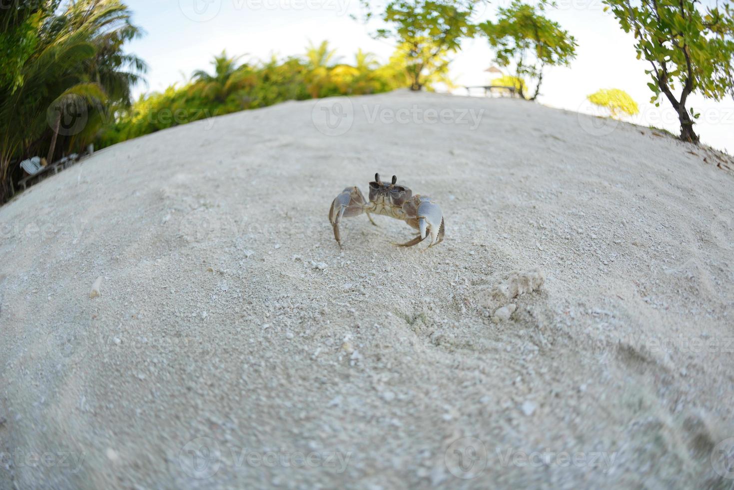 crab on a white sand beach photo