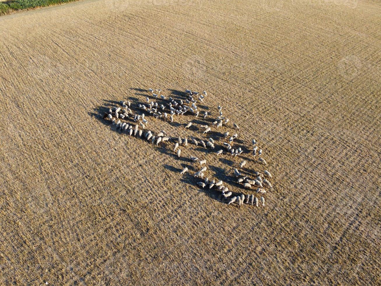 Large Group of British Lamb and Sheep at Farms, Drone's High Angle View at Bedfordshire England photo