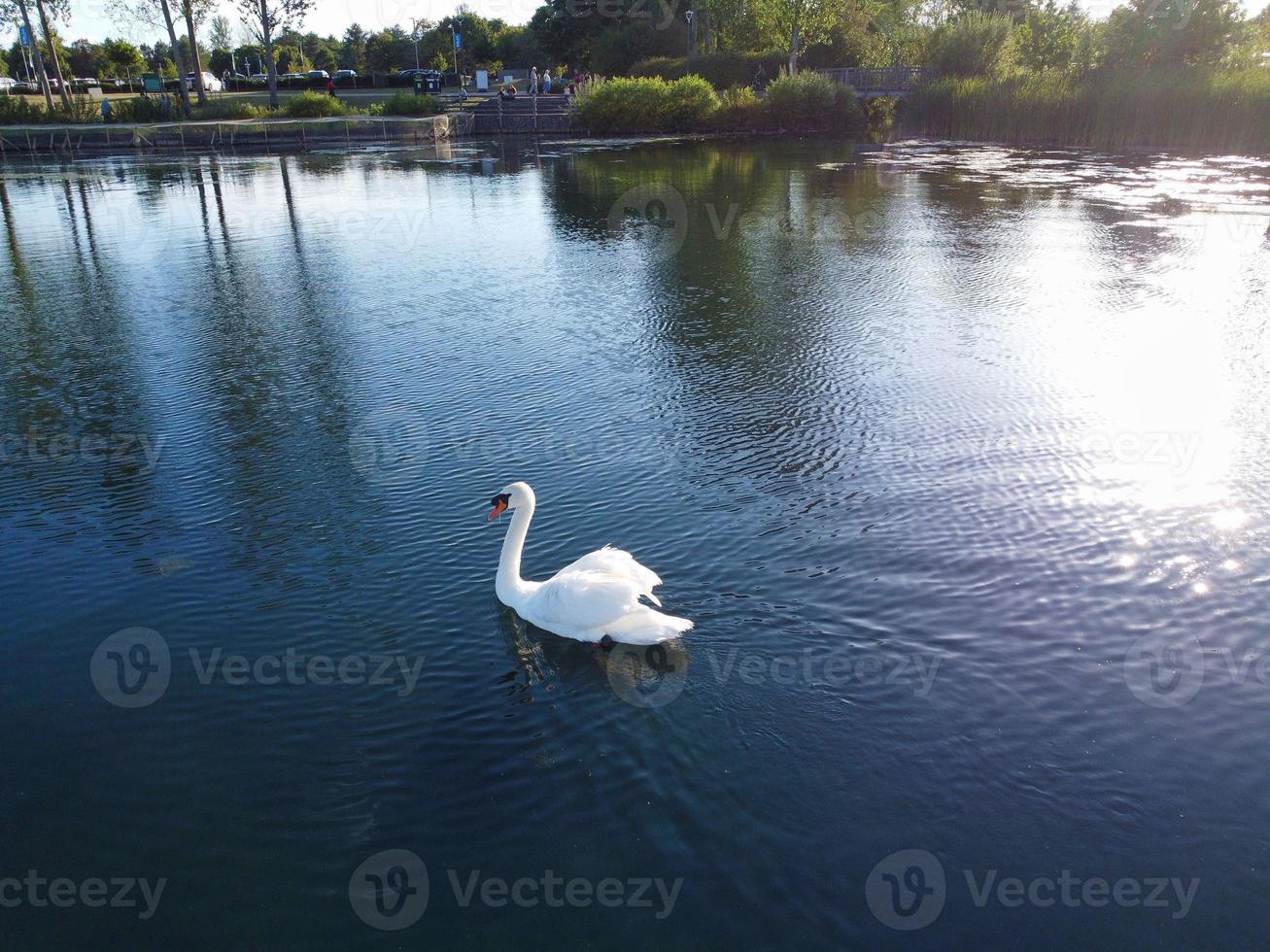 Cute Water Birds Swimming, Footage of Willen Lake and Park which is located at Milton Keynes, England. People are Enjoying at Lake on a Hot Sunny Day of Summer. Video Clip Captured on 21-8-2022 photo