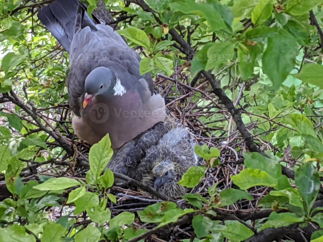 Nest of pigeons on a tree. photo