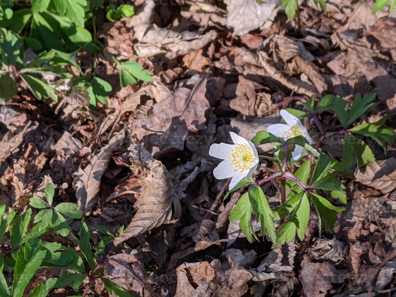 Nature, forests, parks and flowers. photo