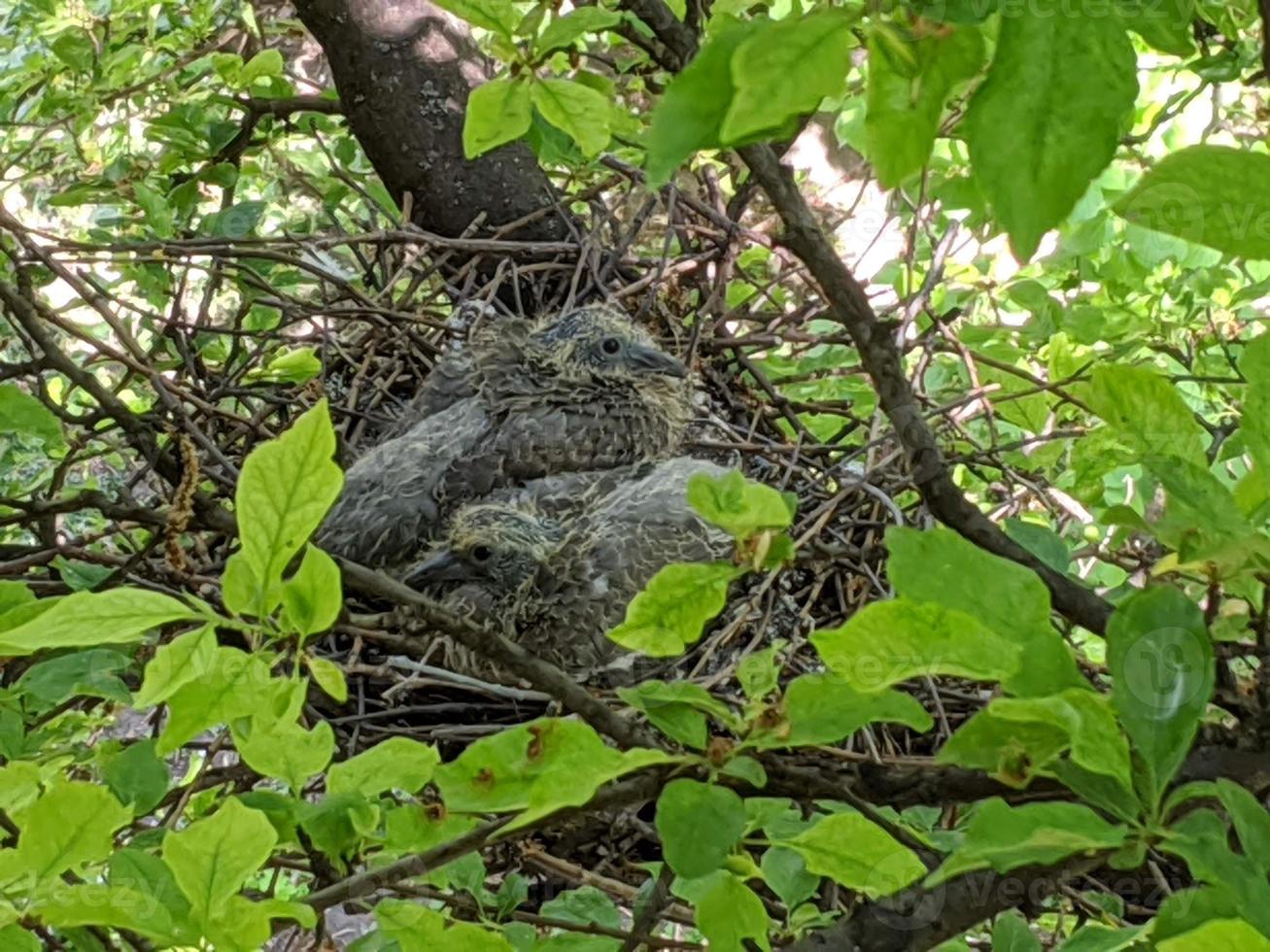 Nest of pigeons on a tree. photo