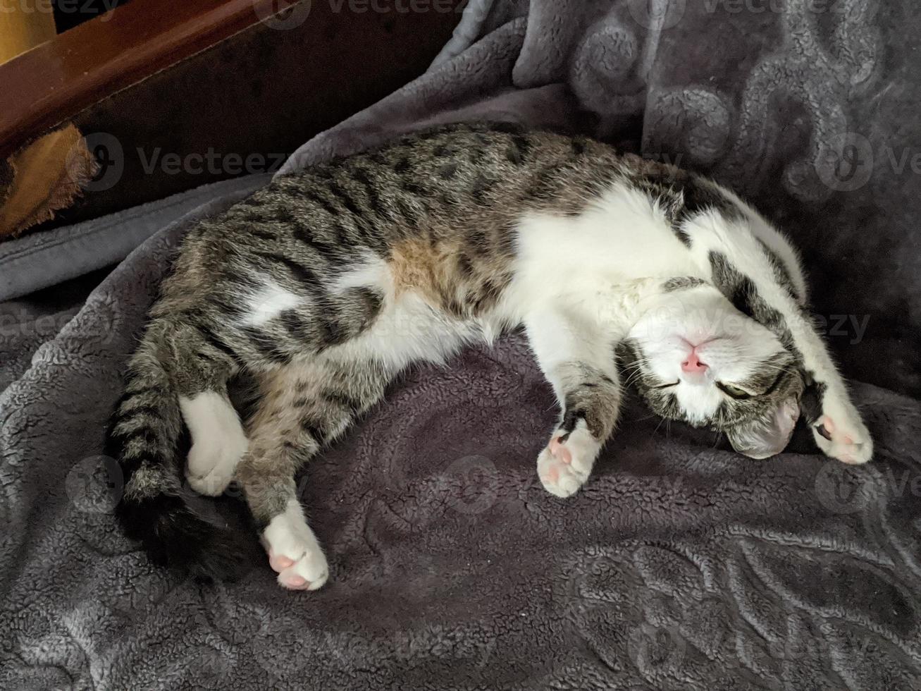 A beautiful cat is playing, resting and sleeping. photo