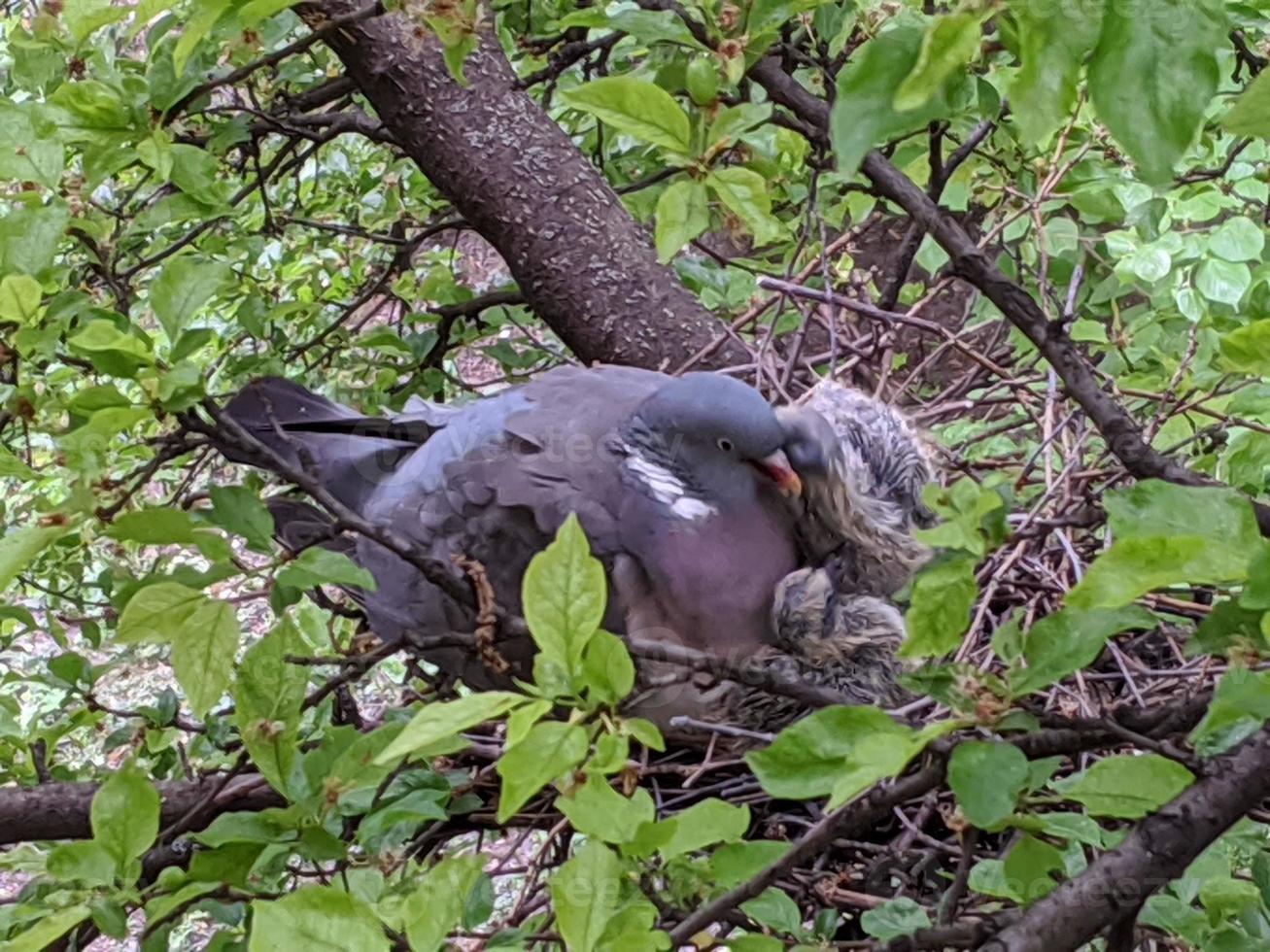 Nest of pigeons on a tree. photo