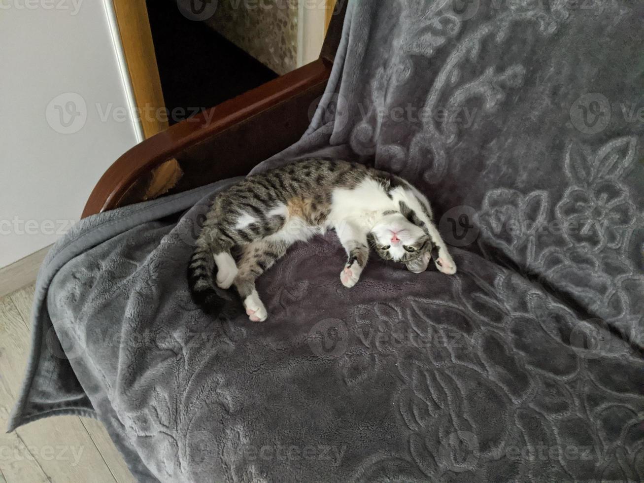 A beautiful cat is playing, resting and sleeping. photo