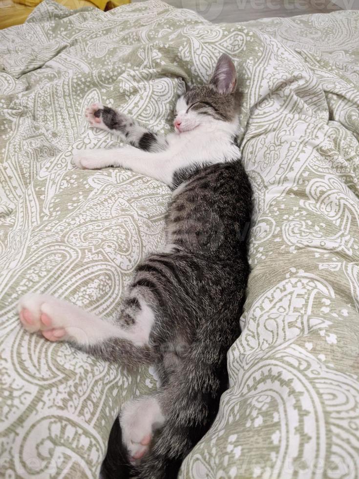 A beautiful cat is playing, resting and sleeping. photo