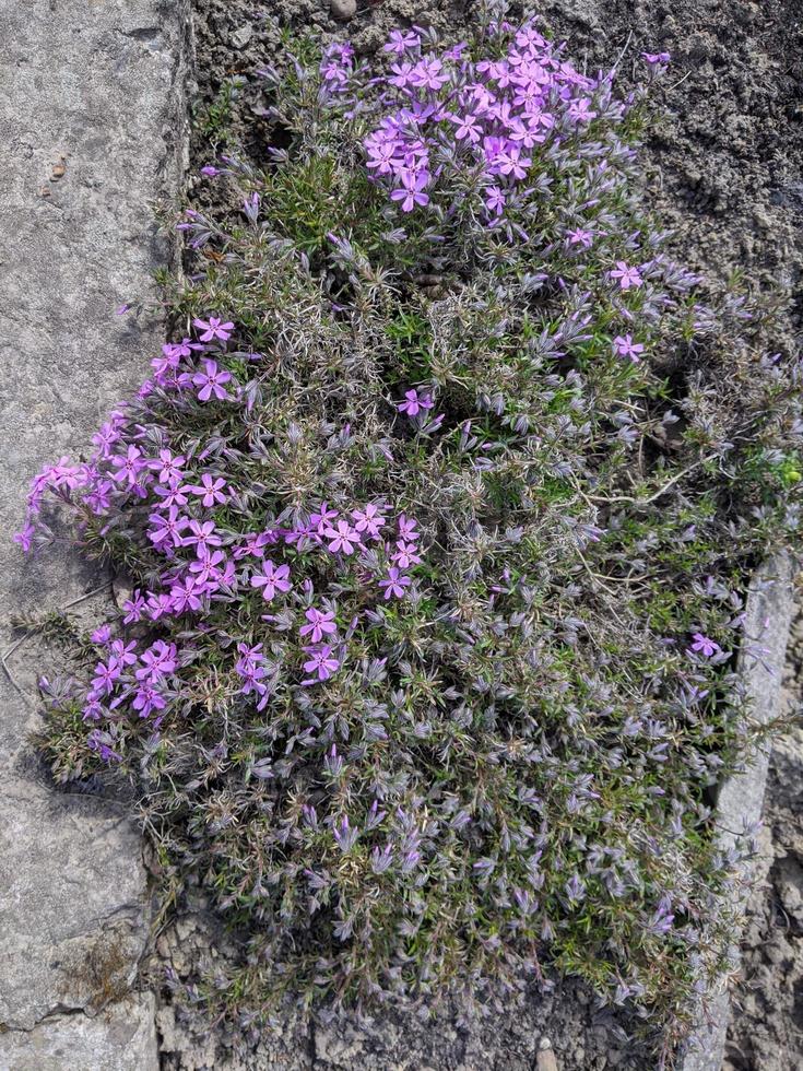 Nature, forests, parks and flowers. photo