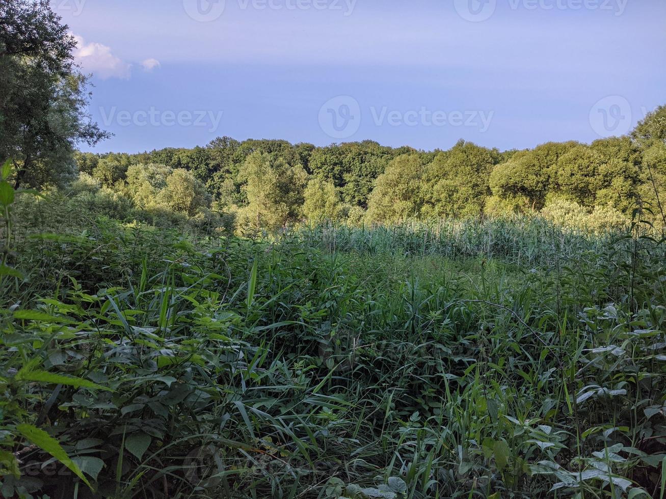 Nature, forests, parks and flowers. photo