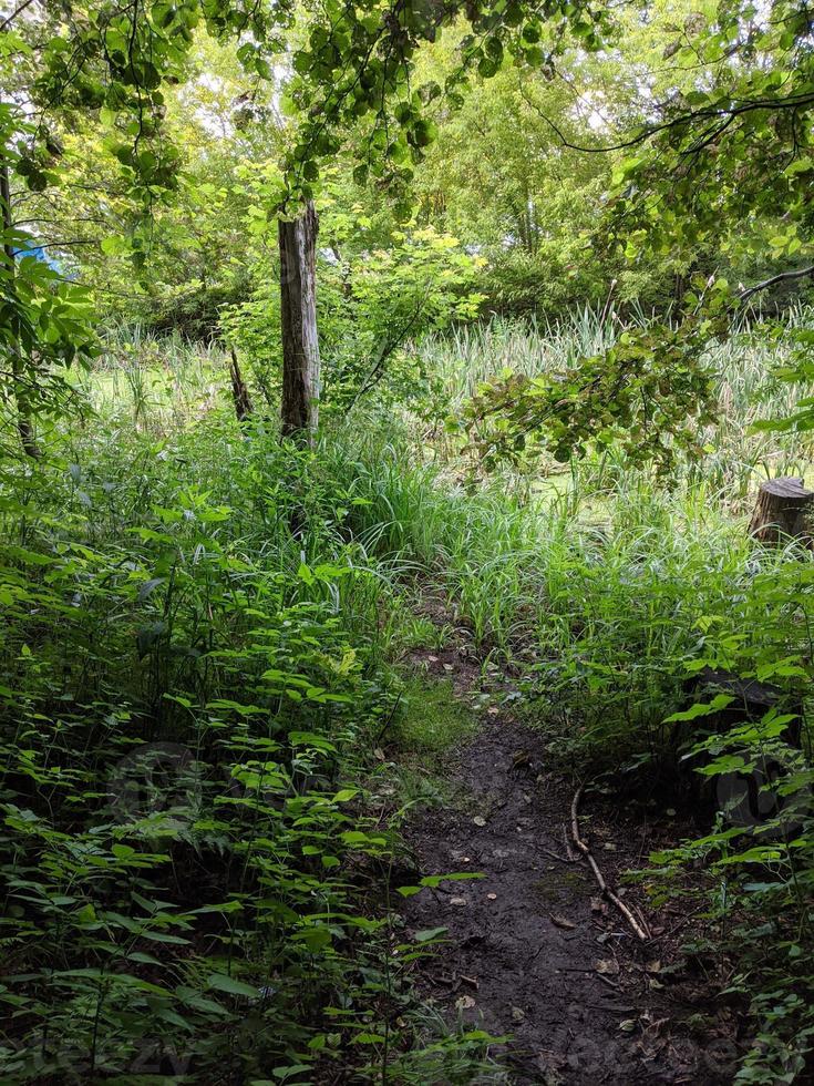Nature, forests, parks and flowers. photo