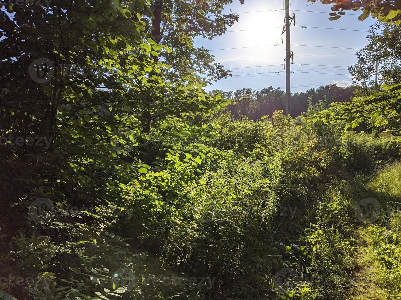 Nature, forests, parks and flowers. photo