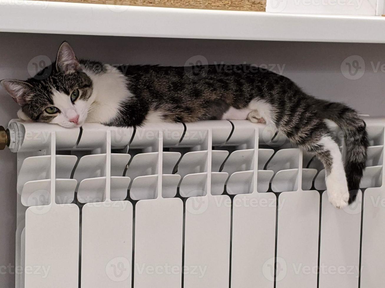A beautiful cat is playing, resting and sleeping. photo