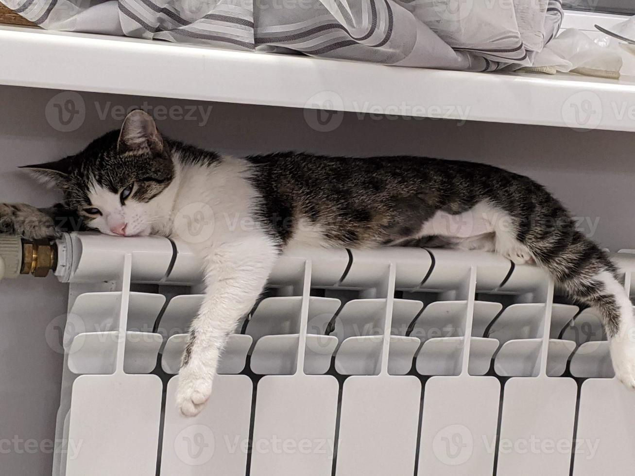 A beautiful cat is playing, resting and sleeping. photo