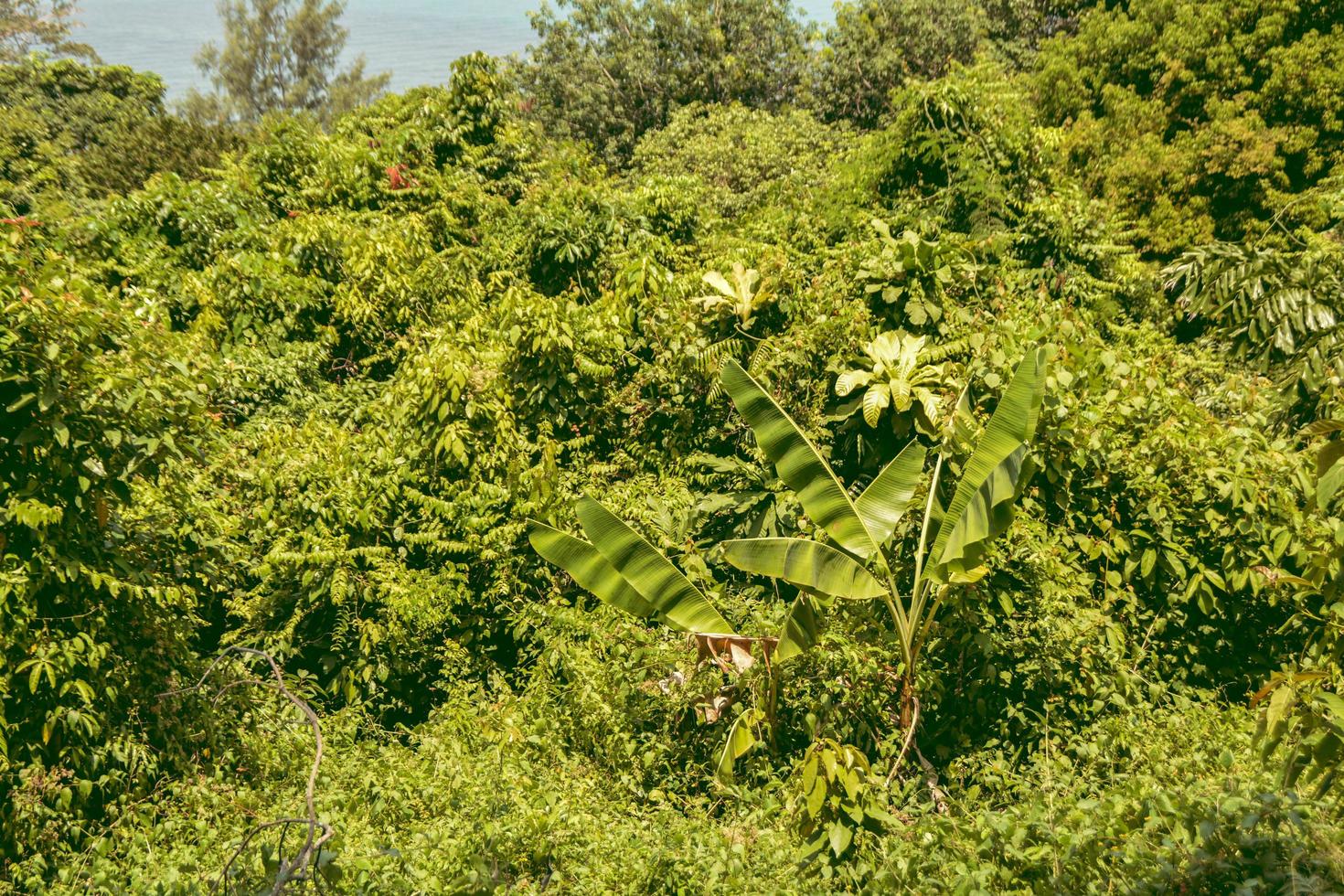 árbol de plátano que crece en el bosque. foto