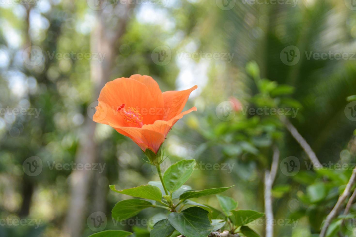 Orange Hibiscus Flower blooming with blurred forest background. photo
