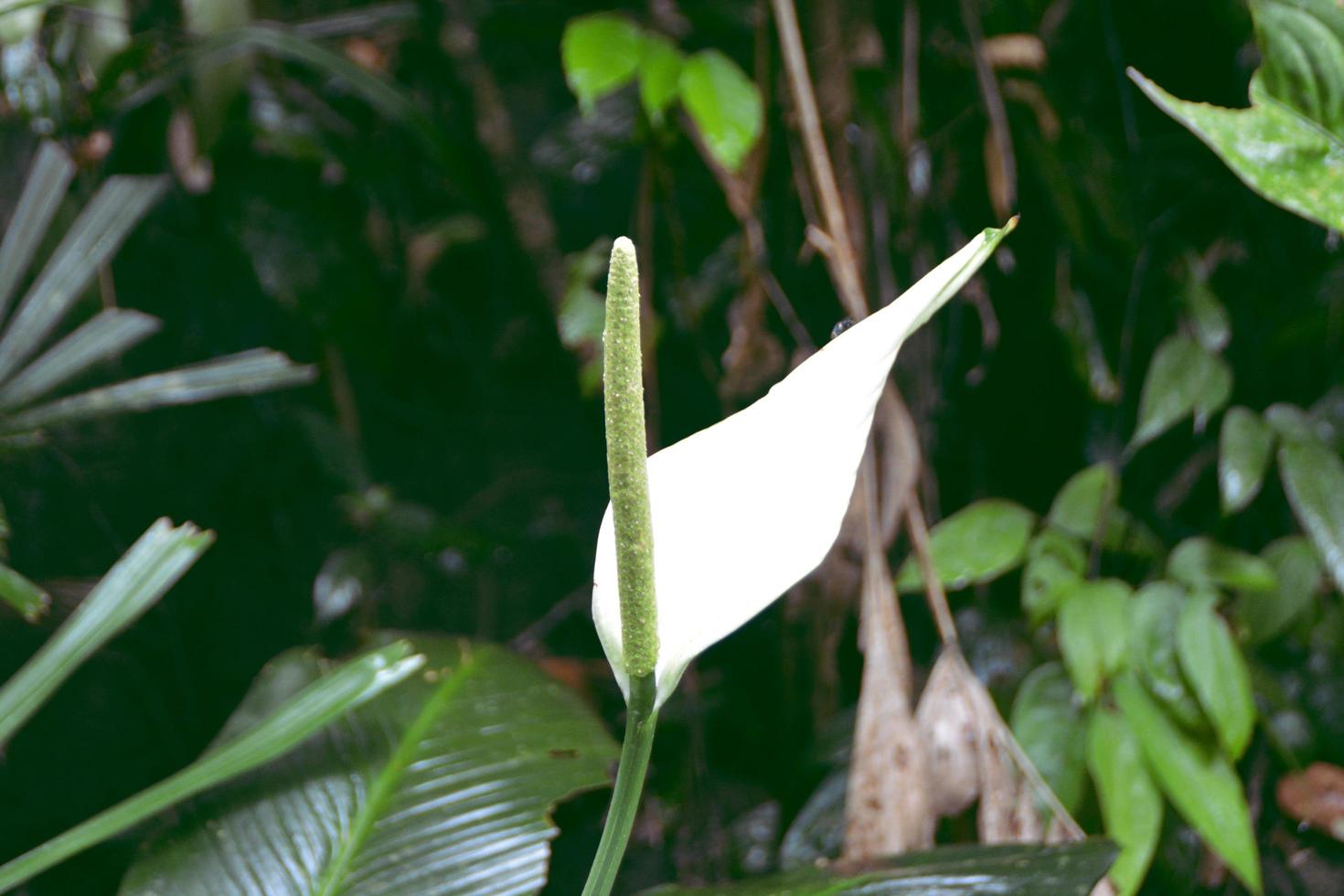 Spathiphyllum flower, single leaf blooming in the deep forest. photo