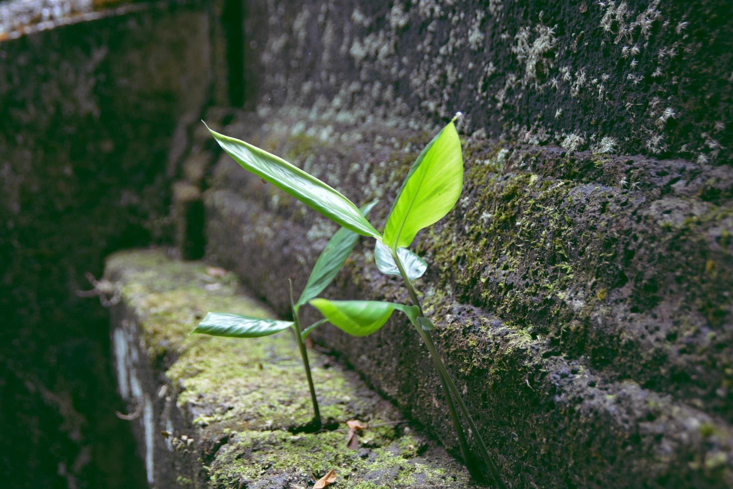 2 weed grow up on the moss laterite wall. photo