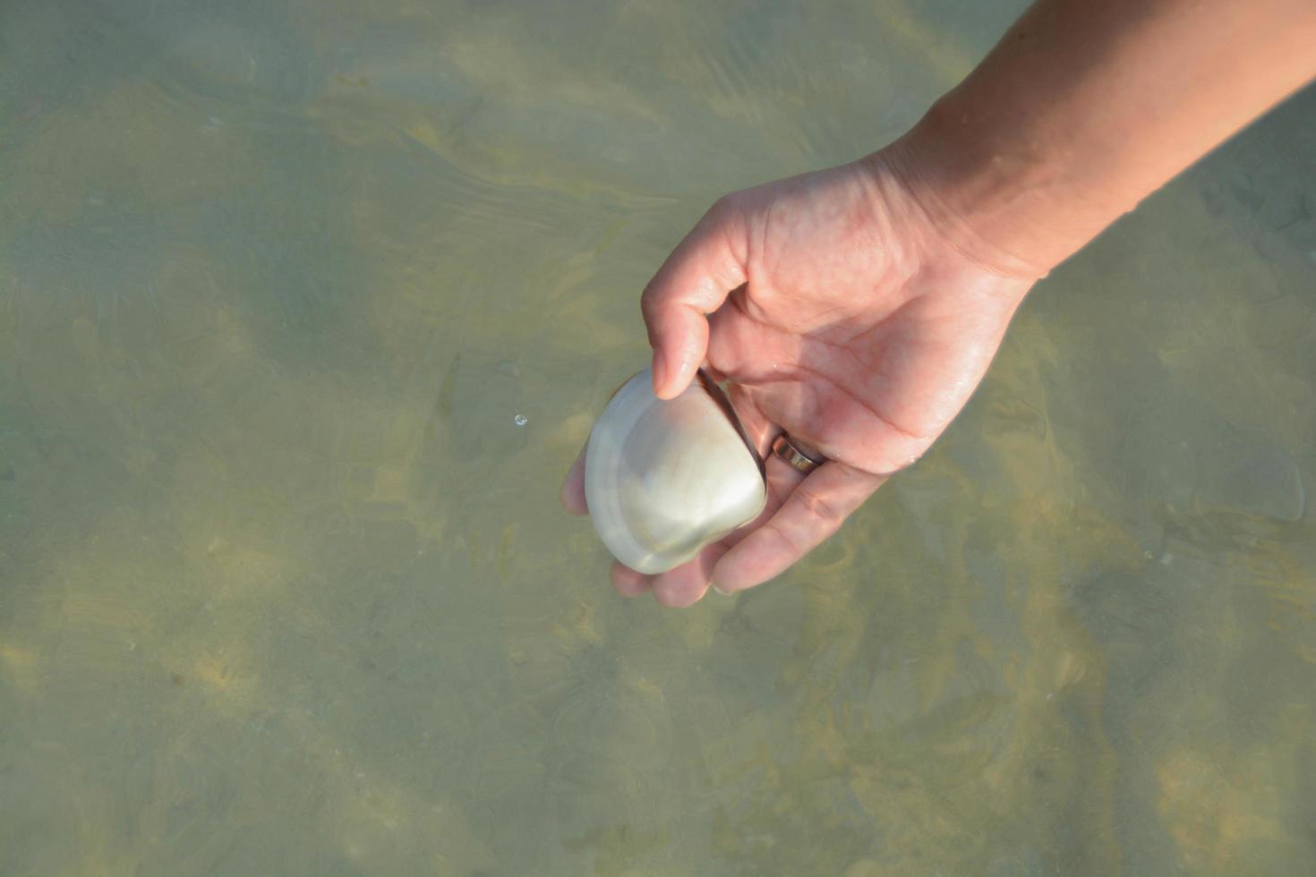 A big white shell in women palms. In the sea. photo