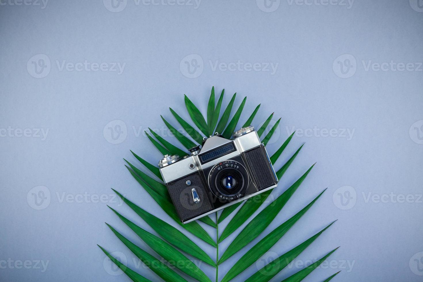 Tropical palm leaf and old photo camera background