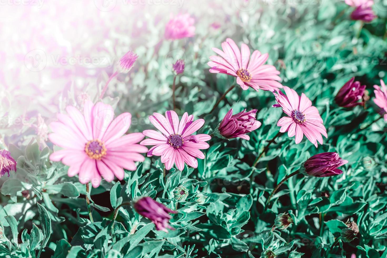 Floral backdrop with pink flowers photo