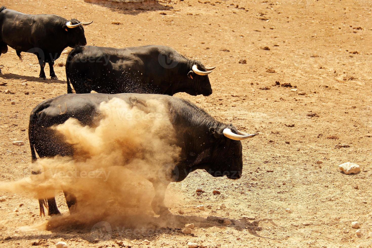 Farm of bulls, ranch style farming photo