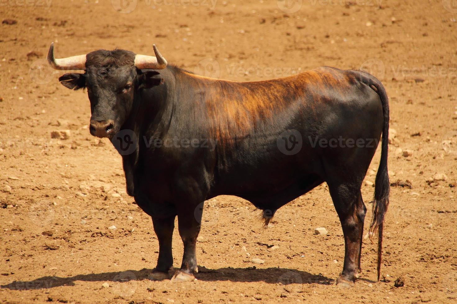 Farm of bulls, ranch style farming photo
